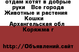 отдам котят в добрые руки - Все города Животные и растения » Кошки   . Архангельская обл.,Коряжма г.